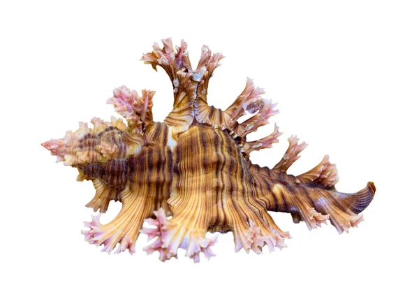 Shell dari Murex Saulii atau Chicoreus Saulii — Stok Foto