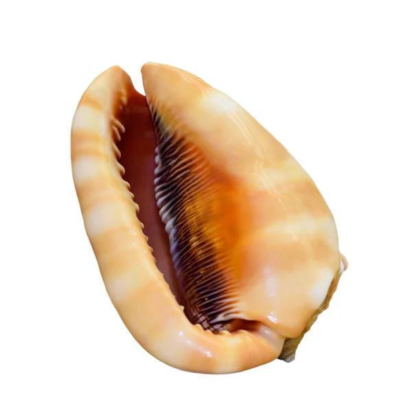 Shell de Cypraecassis Rufa ou Bullmouth Capacete — Fotografia de Stock