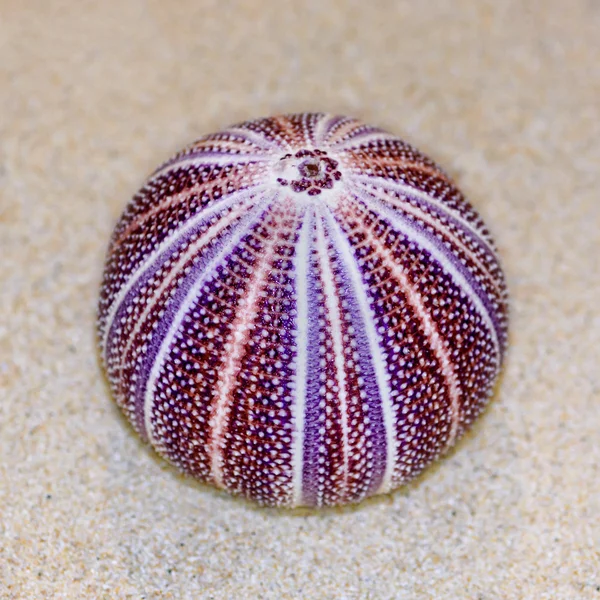 Shell of Sea Urchin or urchin — Stock Photo, Image