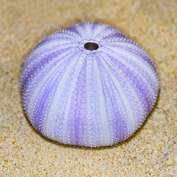 Shell of Sea Urchin or urchin — Stock Photo, Image