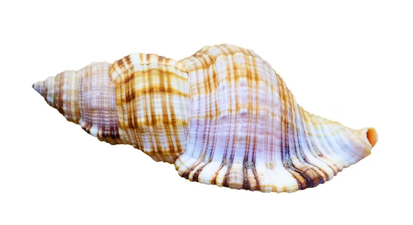 Shell mořského plže — Stock fotografie