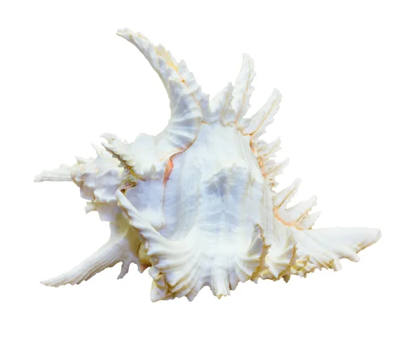 壳的分枝默克斯 Chicoreus Ramosus 图库照片