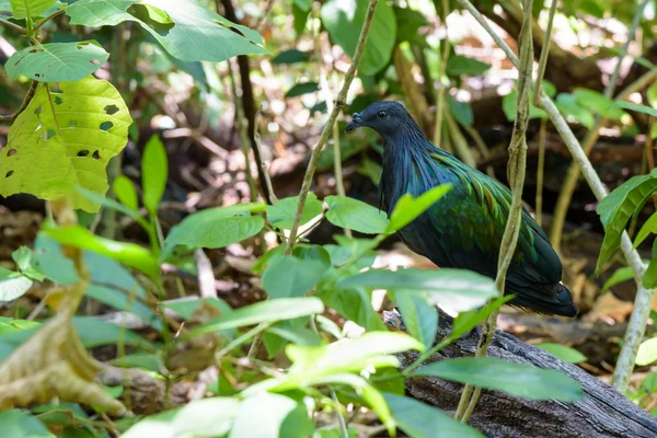 Nicobar pigeon (Caloenas nicobarica) — Stock Photo, Image