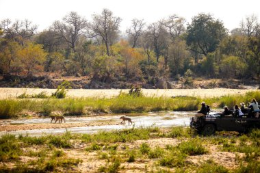 Sabi Sabi, Güney Afrika - 4 Temmuz 2012: Güney Afrika 'da bir safarinin arkasında özel bir oyun gezisi
