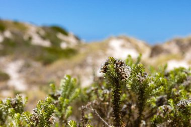 Fish Hoek, Cape Town 'ın sahil kum tepesindeki küçük Fynbos çalıları