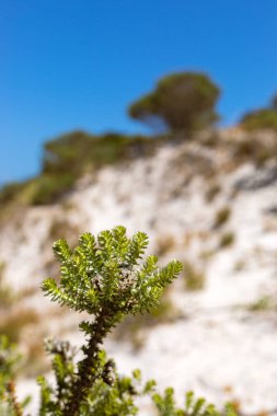 Fish Hoek, Cape Town 'ın sahil kum tepesindeki küçük Fynbos çalıları