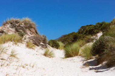 Fynbos ve Güney Afrika 'nın Cape Town kasabası Hoek' in yabani otları ile kıyı kum tepecikleri manzarası