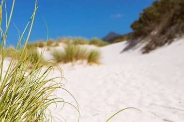 Fynbos ve Güney Afrika 'nın Cape Town kasabası Hoek' in yabani otları ile kıyı kum tepecikleri manzarası