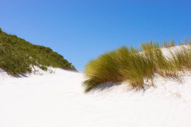 Fynbos ve Güney Afrika 'nın Cape Town kasabası Hoek' in yabani otları ile kıyı kum tepecikleri manzarası