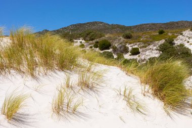 Fynbos ve Güney Afrika 'nın Cape Town kasabası Hoek' in yabani otları ile kıyı kum tepecikleri manzarası