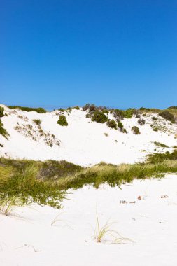 Fynbos ve Güney Afrika 'nın Cape Town kasabası Hoek' in yabani otları ile kıyı kum tepecikleri manzarası