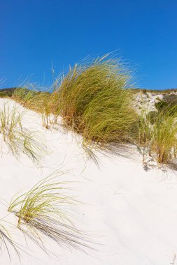Fynbos ve Güney Afrika 'nın Cape Town kasabası Hoek' in yabani otları ile kıyı kum tepecikleri manzarası