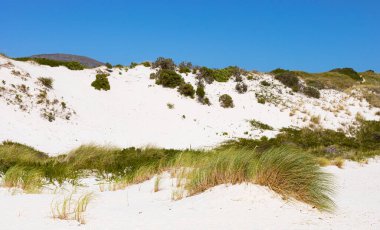 Fynbos ve Güney Afrika 'nın Cape Town kasabası Hoek' in yabani otları ile kıyı kum tepecikleri manzarası