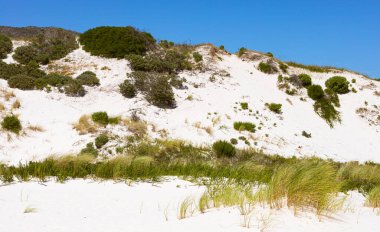 Fynbos ve Güney Afrika 'nın Cape Town kasabası Hoek' in yabani otları ile kıyı kum tepecikleri manzarası