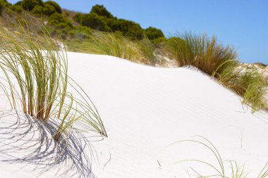 Fynbos ve Güney Afrika 'nın Cape Town kasabası Hoek' in yabani otları ile kıyı kum tepecikleri manzarası