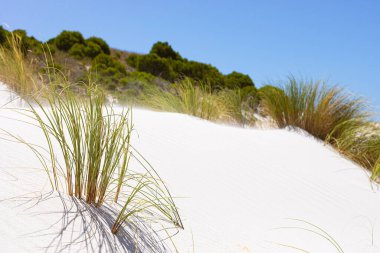 Fynbos ve Güney Afrika 'nın Cape Town kasabası Hoek' in yabani otları ile kıyı kum tepecikleri manzarası