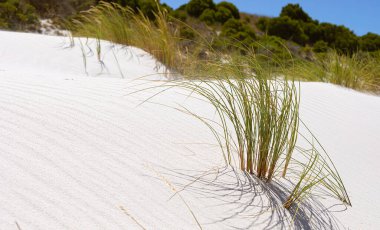 Fynbos ve Güney Afrika 'nın Cape Town kasabası Hoek' in yabani otları ile kıyı kum tepecikleri manzarası