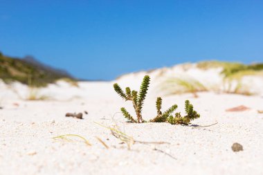 Small Fynbos succulent plant in Coastal sand dune landscape of Fish Hoek, Cape Town South Africa clipart
