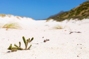 Küçük Fynbos sulu bitkisi Güney Afrika Cape Town 'daki Fish Hoek, Cape Town kum tepeciklerinde