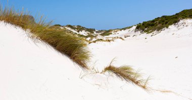 Fynbos ve Güney Afrika 'nın Cape Town kasabası Hoek' in yabani otları ile kıyı kum tepecikleri manzarası