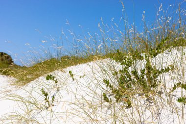 Fynbos ve Güney Afrika 'nın Cape Town kasabası Hoek' in yabani otları ile kıyı kum tepecikleri manzarası