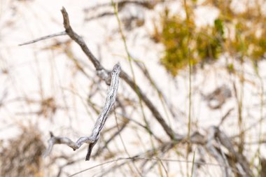 Fynbos 'un ölü dalı Güney Afrika Cape Town' daki Fish Hoek 'in sahil kum tepesi manzarasında.