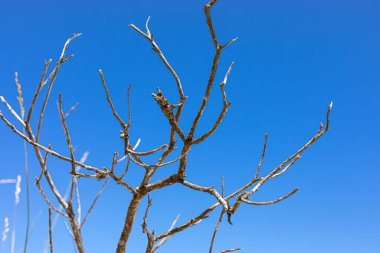 Fynbos 'un ölü dalı Güney Afrika Cape Town' daki Fish Hoek 'in sahil kum tepesi manzarasında.