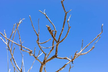 Fynbos 'un ölü dalı Güney Afrika Cape Town' daki Fish Hoek 'in sahil kum tepesi manzarasında.