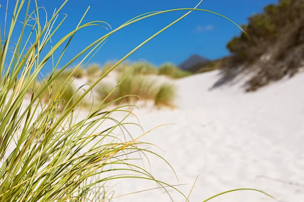 Берегові Піщані Дюни Фінбосом Дикими Травами Fish Hoek Cape Town — стокове фото