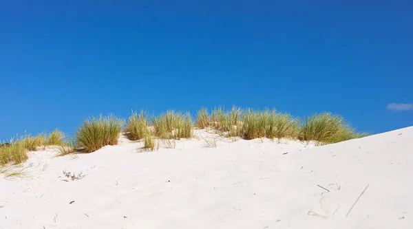 Paisagem Dunas Areia Costeira Com Fynbos Gramíneas Selvagens Fish Hoek — Fotografia de Stock