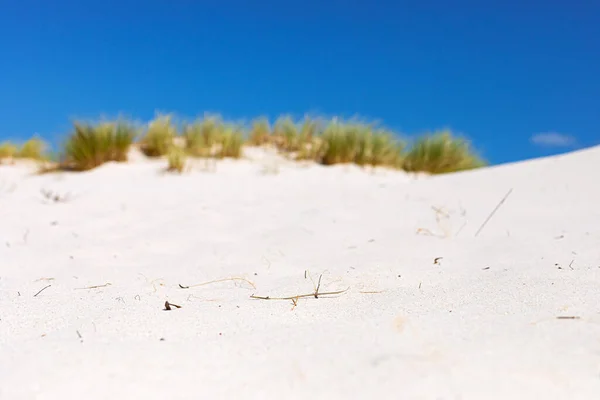 Paisagem Dunas Areia Costeira Com Fynbos Gramíneas Selvagens Fish Hoek — Fotografia de Stock