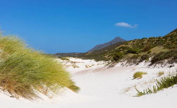 Берегові Піщані Дюни Фінбосом Дикими Травами Fish Hoek Cape Town — стокове фото