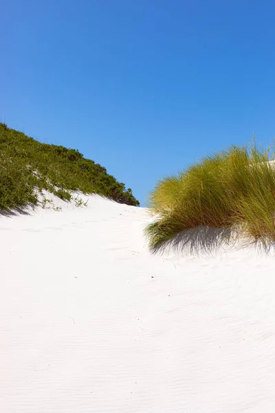 Берегові Піщані Дюни Фінбосом Дикими Травами Fish Hoek Cape Town — стокове фото