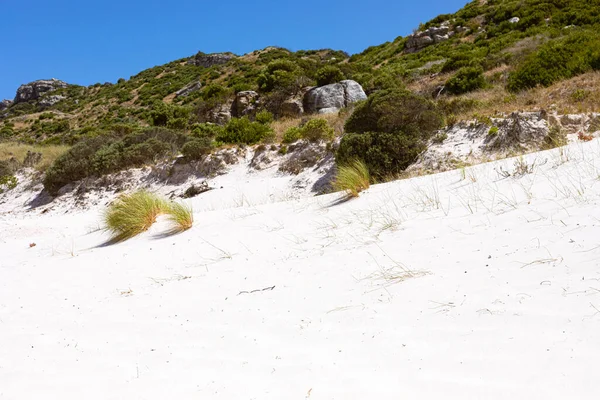 Берегові Піщані Дюни Фінбосом Дикими Травами Fish Hoek Cape Town — стокове фото