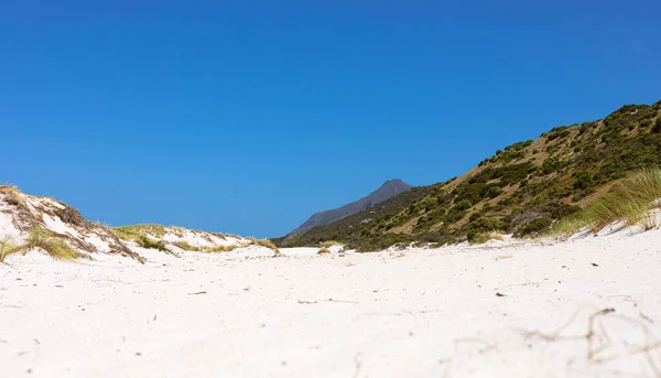 Берегові Піщані Дюни Фінбосом Дикими Травами Fish Hoek Cape Town — стокове фото