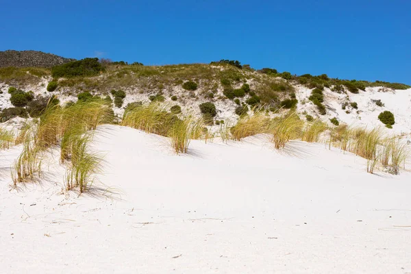 Παράκτια Αμμόλοφος Τοπίο Fynbos Και Άγρια Χόρτα Του Fish Hoek — Φωτογραφία Αρχείου