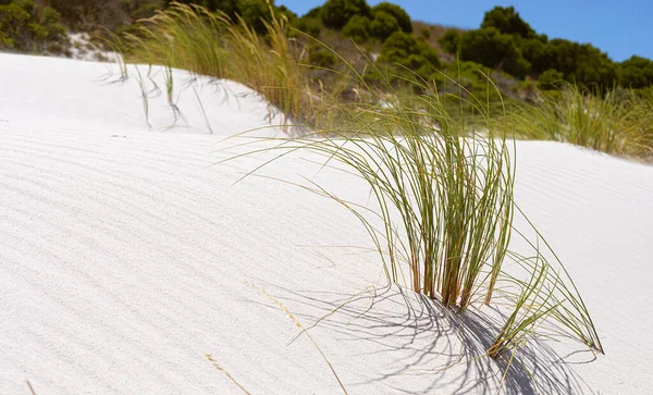 Берегові Піщані Дюни Фінбосом Дикими Травами Fish Hoek Cape Town — стокове фото