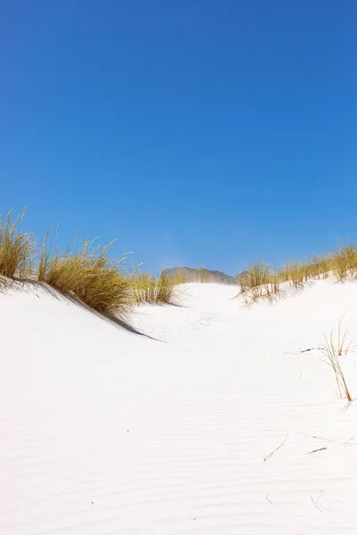 Берегові Піщані Дюни Фінбосом Дикими Травами Fish Hoek Cape Town — стокове фото