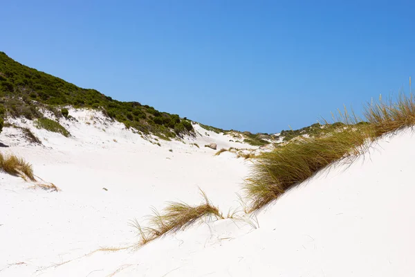 Dune Sabbia Costiera Paesaggio Con Fynbos Erbe Selvatiche Fish Hoek — Foto Stock