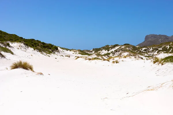 Берегові Піщані Дюни Фінбосом Дикими Травами Fish Hoek Cape Town — стокове фото