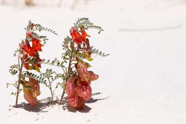 Pequeñas Flores Rojas Anaranjadas Fynbos Paisaje Dunas Arena Costera Fish —  Fotos de Stock