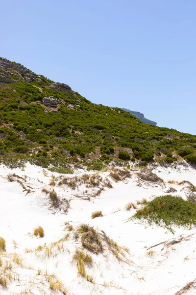 Παράκτια Αμμόλοφος Τοπίο Fynbos Και Άγρια Χόρτα Του Fish Hoek — Φωτογραφία Αρχείου