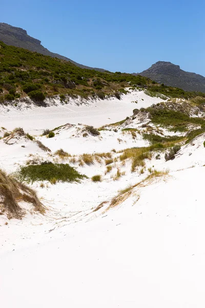 Coastal Sand Dune Landscape Fynbos Wild Grasses Fish Hoek Cape — Stock Photo, Image