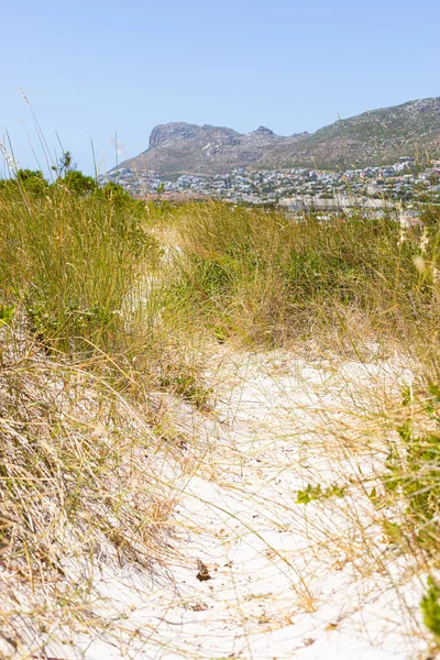 Παράκτια Αμμόλοφος Τοπίο Fynbos Και Άγρια Χόρτα Του Fish Hoek — Φωτογραφία Αρχείου