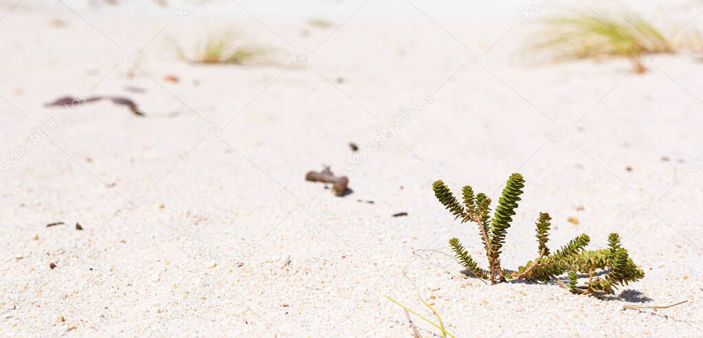 Small Fynbos succulent plant in Coastal sand dune landscape of Fish Hoek, Cape Town South Africa
