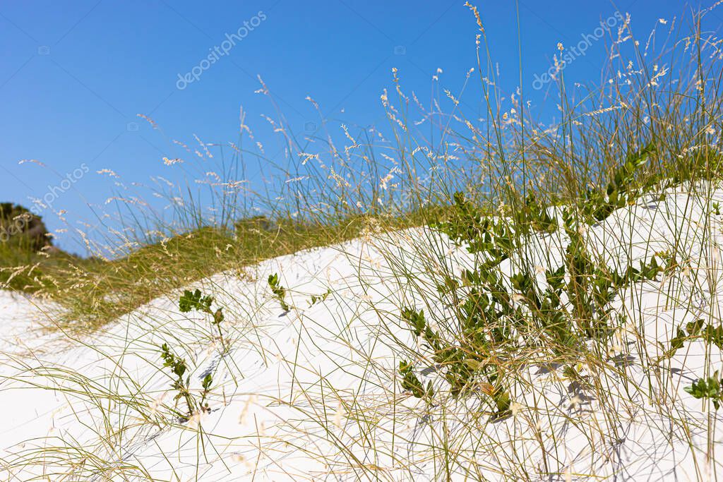 Coastal sand dune landscape with Fynbos and wild grasses of Fish Hoek, Cape Town South Africa