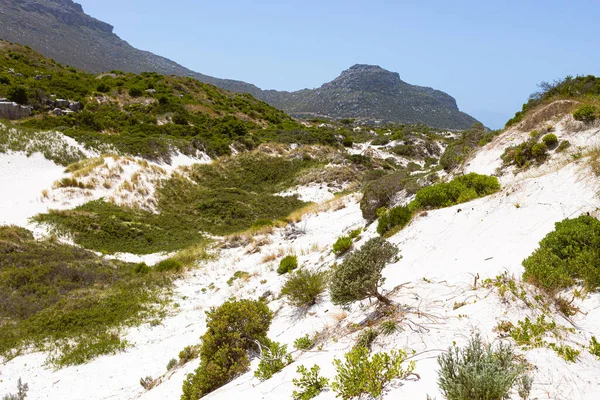 Παράκτια Αμμόλοφος Τοπίο Fynbos Και Άγρια Χόρτα Του Fish Hoek — Φωτογραφία Αρχείου