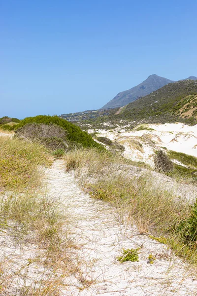 Берегові Піщані Дюни Фінбосом Дикими Травами Fish Hoek Cape Town — стокове фото