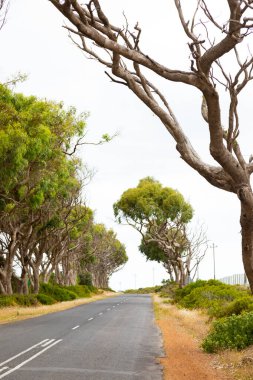 Cape Town kırsal kesimindeki ağaçların olduğu yol bomboş.