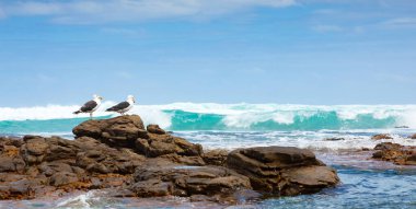 Cape Towns 'da bir kayanın üzerinde oturan bir çift büyük martı.